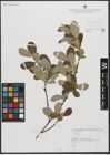 Foto von Salix L.